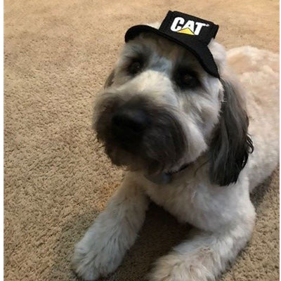 CT2437 Pet Cat Cap